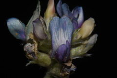 Astragalus gilensis