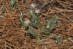 Astragalus gilensis