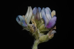 Astragalus gilensis