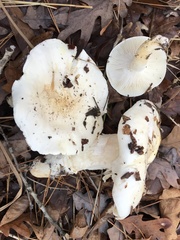 Hygrophorus subsordidus