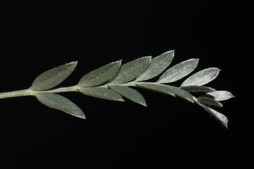 Image of Astragalus gilensis by (c) Brian Finzel, some rights reserved (CC BY-SA)