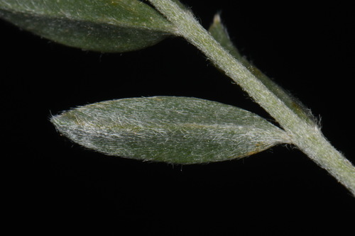 Image of Astragalus gilensis by (c) Brian Finzel, some rights reserved (CC BY-SA)