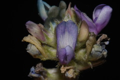Astragalus gilensis