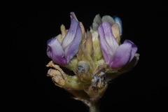 Astragalus gilensis