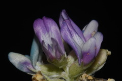 Astragalus gilensis