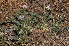 Astragalus gilensis