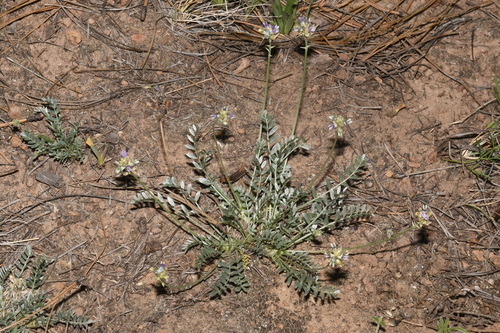 Image of Astragalus gilensis by (c) Brian Finzel, some rights reserved (CC BY-SA)