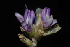 Astragalus gilensis
