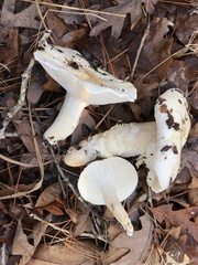 Hygrophorus subsordidus