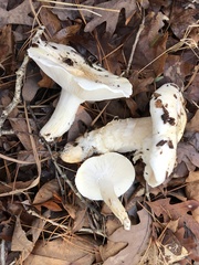 Hygrophorus subsordidus