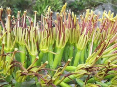 Agave univittata