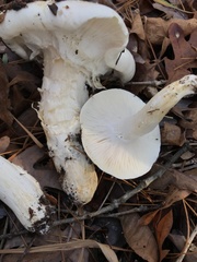 Hygrophorus subsordidus
