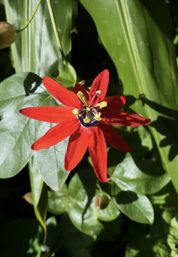 Passiflora manicata observed 2021-12-20