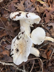 Hygrophorus subsordidus