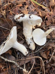 Hygrophorus subsordidus