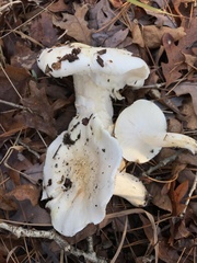 Hygrophorus subsordidus