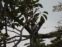 Colaptes auratus mexicanoides