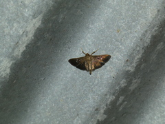 Microthyris prolongalis