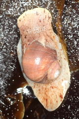 Cryptonatica aleutica