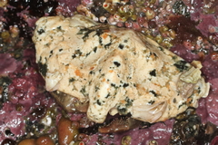 Cryptolithodes typicus