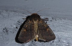 Proteuxoa tetronycha