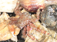 Hapalogaster mertensii