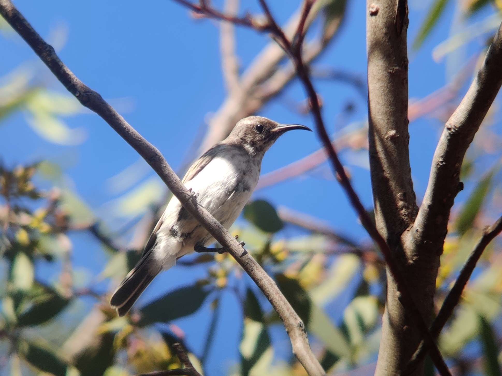 Black Honeyeater illustration