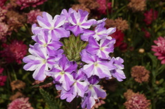 Glandularia × hybrida