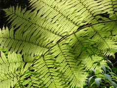 Sphaeropteris lepifera