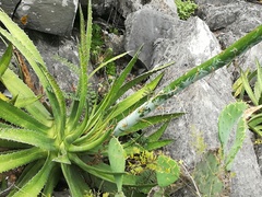 Agave univittata