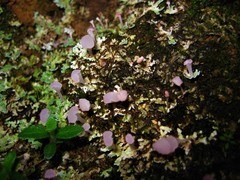 Phyllobaeis imbricata