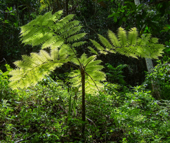Sphaeropteris lepifera