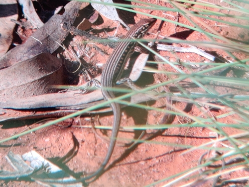 Barred Wedge-snout Ctenotus, Ctenotus schomburgkii