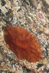Kaburakia excelsa
