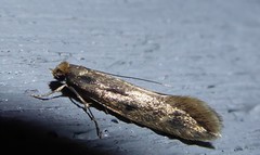 Tinea pallescentella