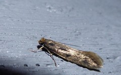 Tinea pallescentella