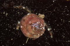 Pagurus caurinus