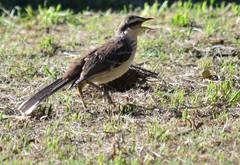 Mimus saturninus