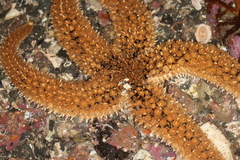 Stylasterias forreri