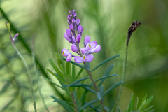 Comesperma esulifolium