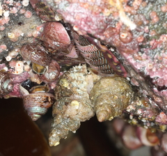 Trichotropis cancellata