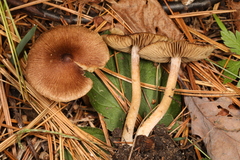 Inocybe plurabellae