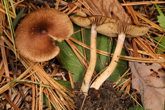 Inocybe plurabellae