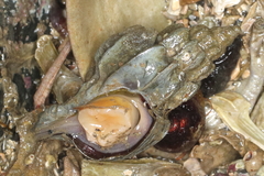 Scabrotrophon stuarti