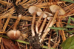 Inocybe plurabellae
