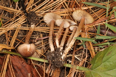 Inocybe plurabellae