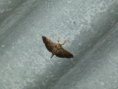 Herpetogramma servalis