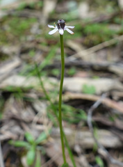 Wurmbea dioica