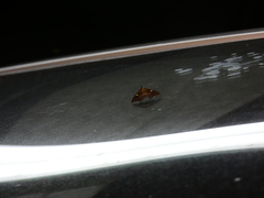 Phlyctaina irrigualis