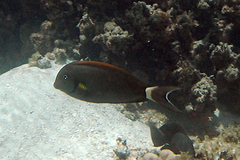 Acanthurus nigricauda